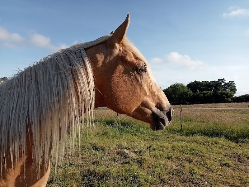 ECURIE DE SEVERAC - photo 2