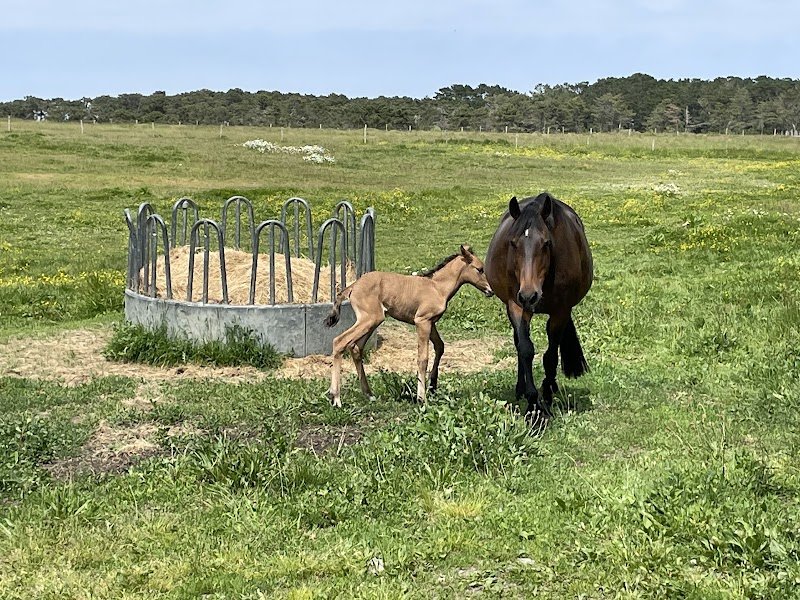 Le Poney Bleu - photo 2