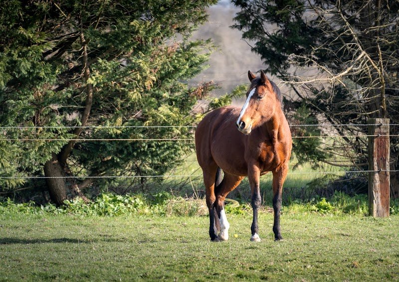 ChevalNatureDeGrandLieu - photo 3
