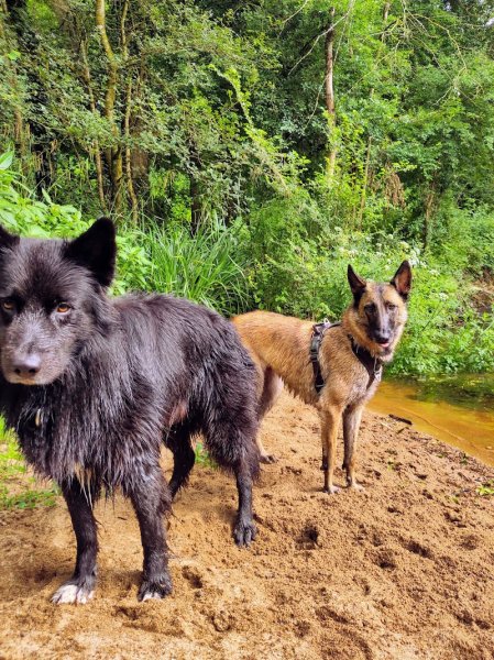 Les Z'anis de Kerjonc - Pension animalière - photo 1