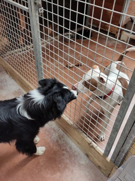 Les Z'anis de Kerjonc - Pension animalière - photo 2