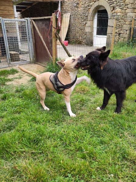 Les Z'anis de Kerjonc - Pension animalière - photo 3