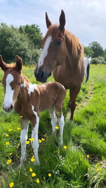 Ecurie de Fresnay - photo 3