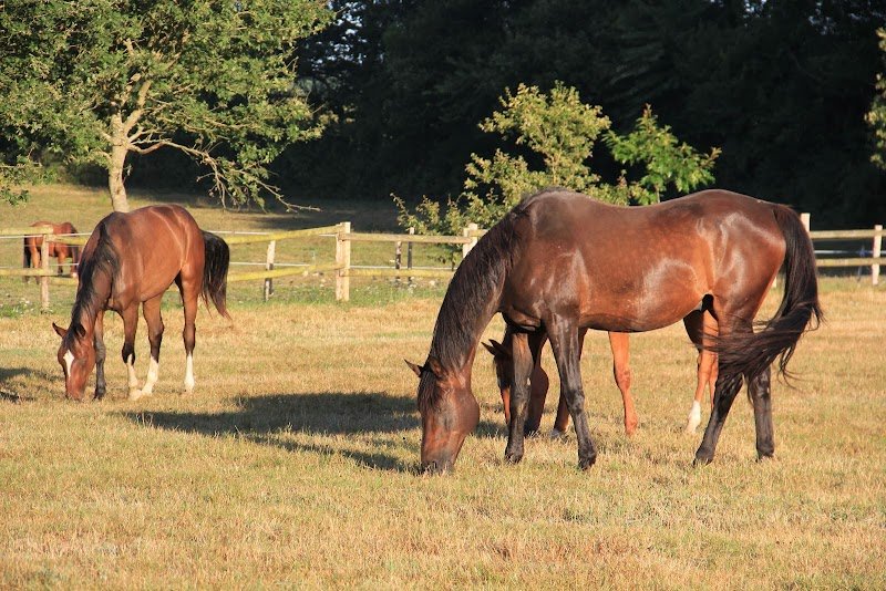 Le Haras de Kerellen - photo 1