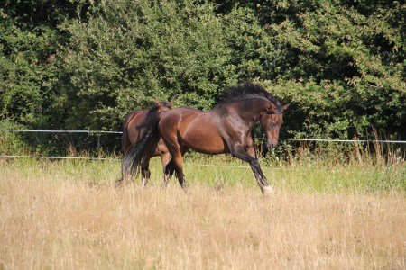 Le Haras de Kerellen - photo 3