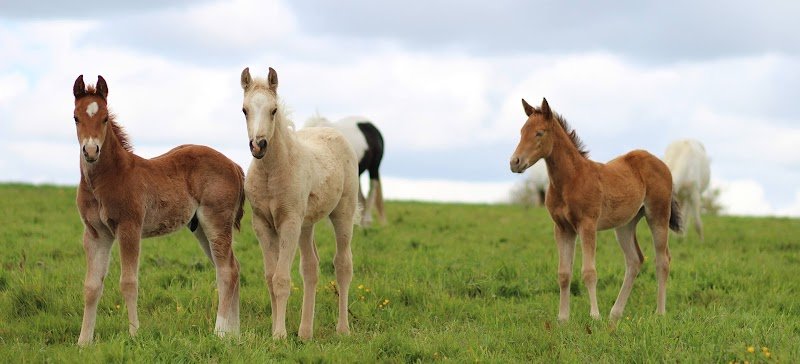 MH WEST RANCH - Quarter Horse - Paint Horse - Chevaux de Loisirs