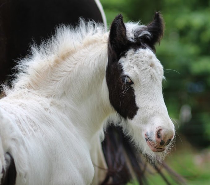 MH WEST RANCH - Quarter Horse - Paint Horse - Chevaux de Loisirs - photo 2
