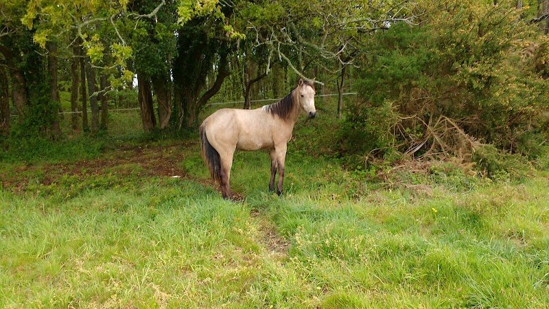 MH WEST RANCH - Quarter Horse - Paint Horse - Chevaux de Loisirs - photo 3