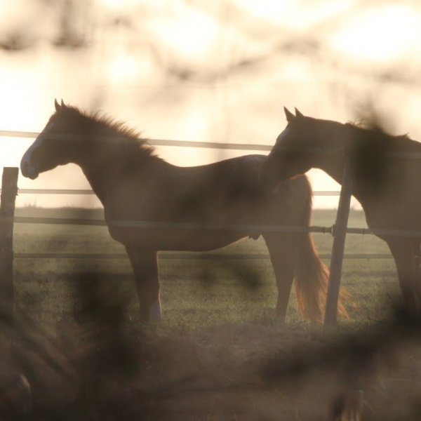 Écurie des Fougerets - photo 2
