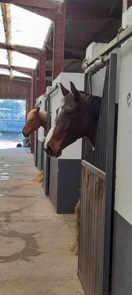 Les écuries du Grand Lac - photo 2