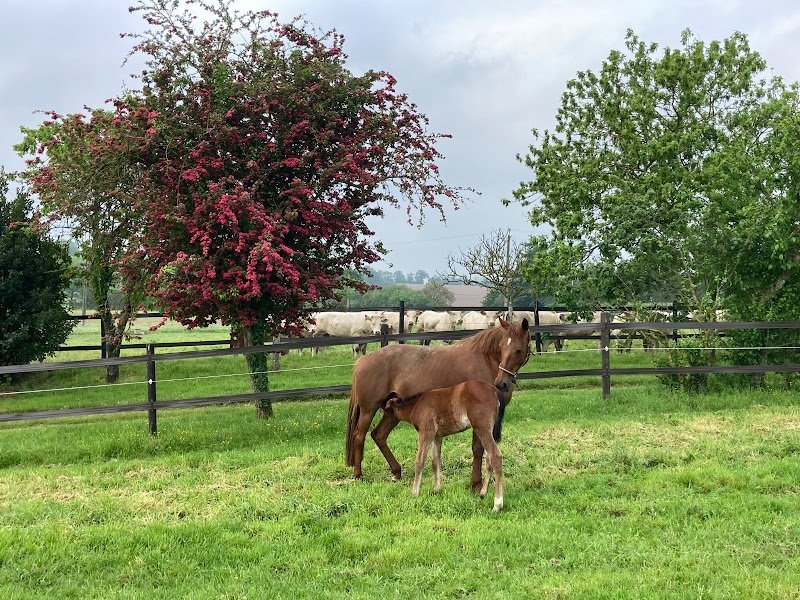 SCEA Ecurie d'Avril - photo 1