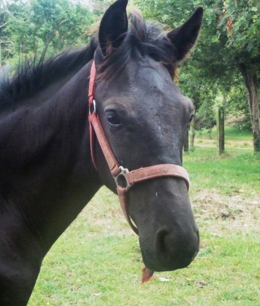 SCEA Ecurie d'Avril - photo 3