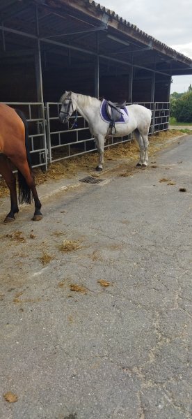 Ecuries Cyrille Noizat - photo 1