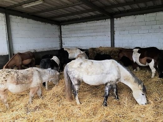 Ecuries Cyrille Noizat - photo 2