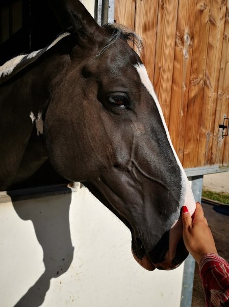 Club hippique d'Aubigny - photo 2