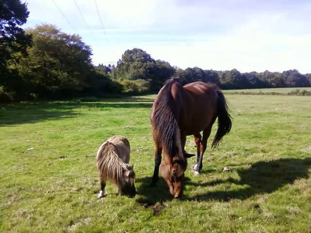 Les Ecuries d'Argent - photo 2