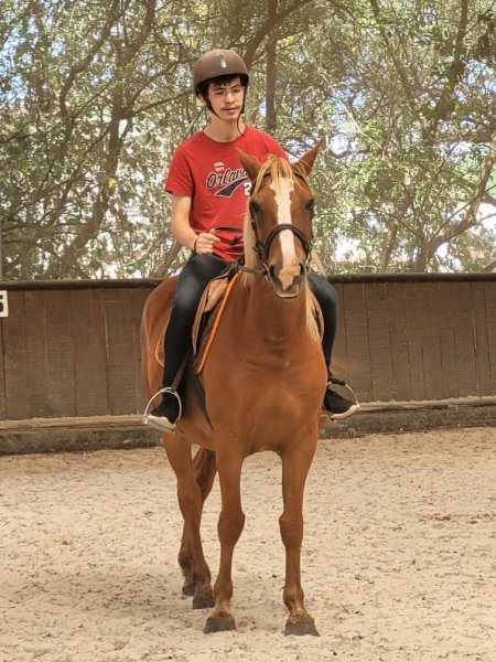 Écurie de l'aubois - photo 1