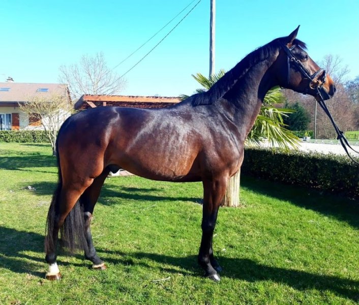 Écurie de l'aubois - photo 2