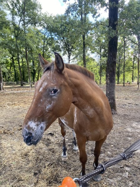 Centre Equestre Du Barangeon - photo 2
