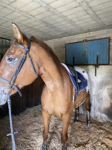 Centre Equestre Du Barangeon - photo 3