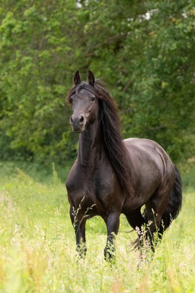 Haras du Berry - photo 1