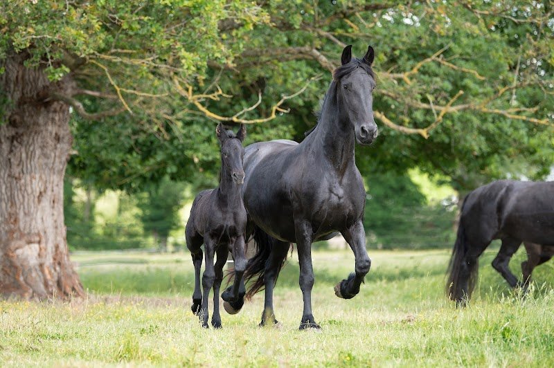 Haras du Berry - photo 2
