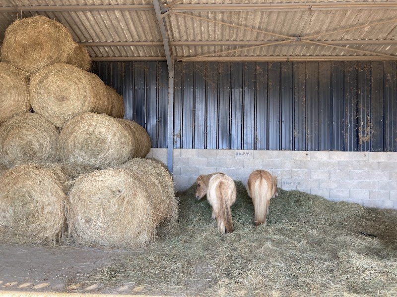 Écurie bluemoon (Belleplace) - photo 2