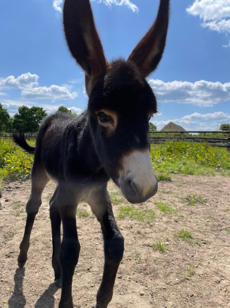 Pôle du Cheval et de l'Âne | Village de Cottages - photo 3