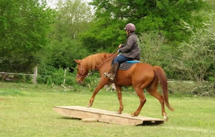 Centre équestre chez cecile - photo 2
