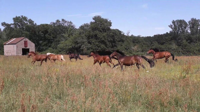 Centre équestre chez cecile - photo 3