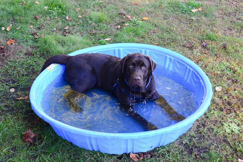 la pension d'ipsho - photo 3