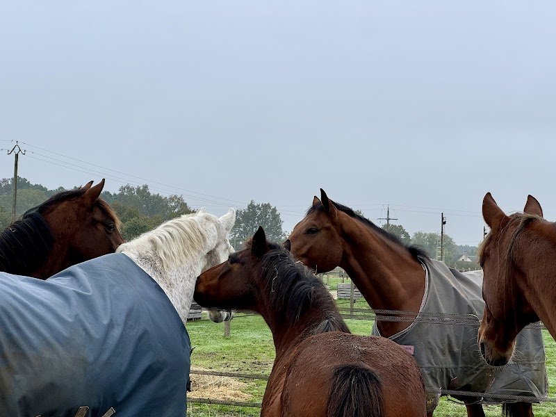 ÉCURIE DES ALOUETTES - photo 1