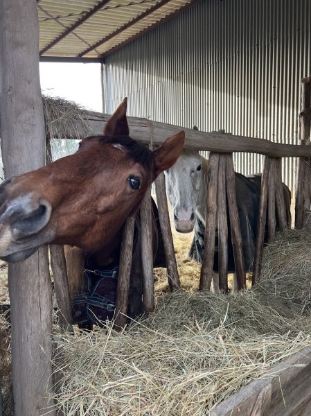 ÉCURIE DES ALOUETTES - photo 3