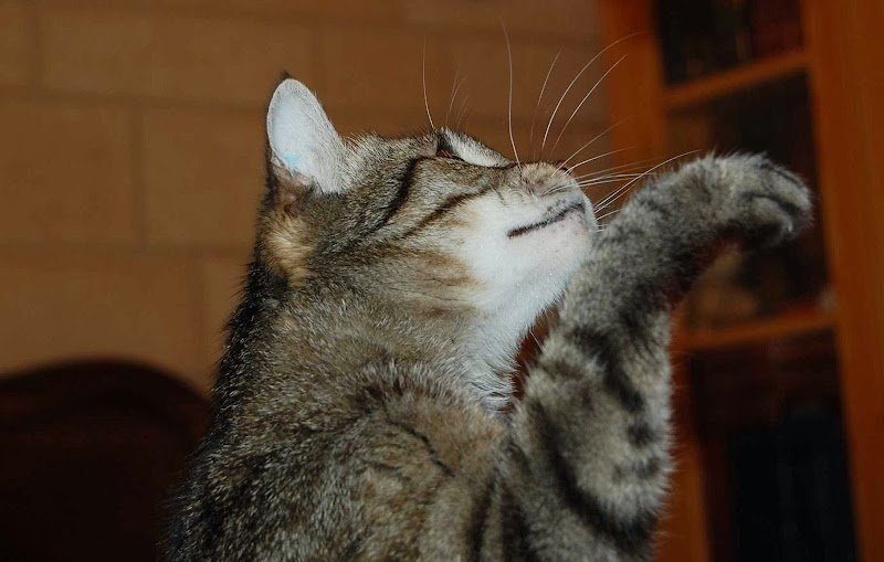 Pension féline Félix et Pupuce - photo 2