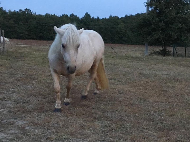 Ecurie LABCANI - photo 2