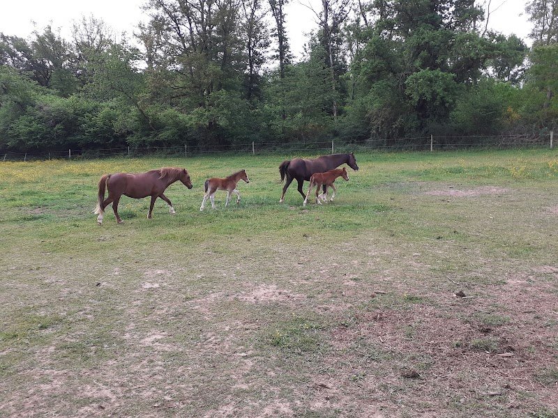 EARL PONEY CLUB DU GRES ROSE - photo 3