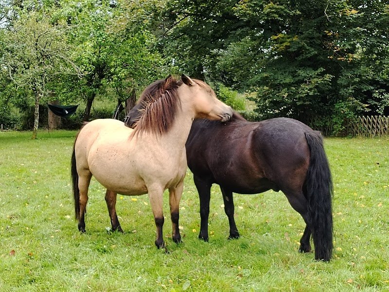 Centre équestre du Poney Fringant - photo 3