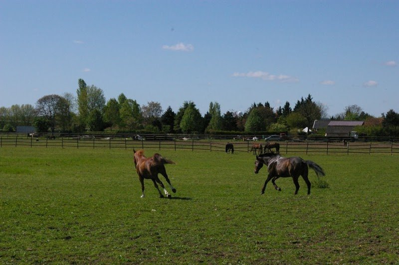 Écuries de la Croix d'Achères - photo 1