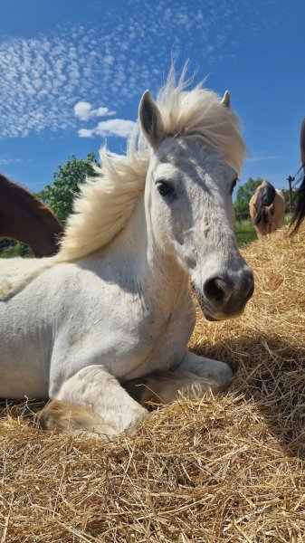Écuries de la Croix d'Achères - photo 2