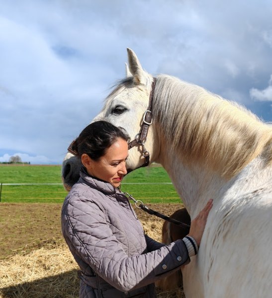 HARAS DE FONTAINEBLEAU - ECURIES SINGER - photo 3
