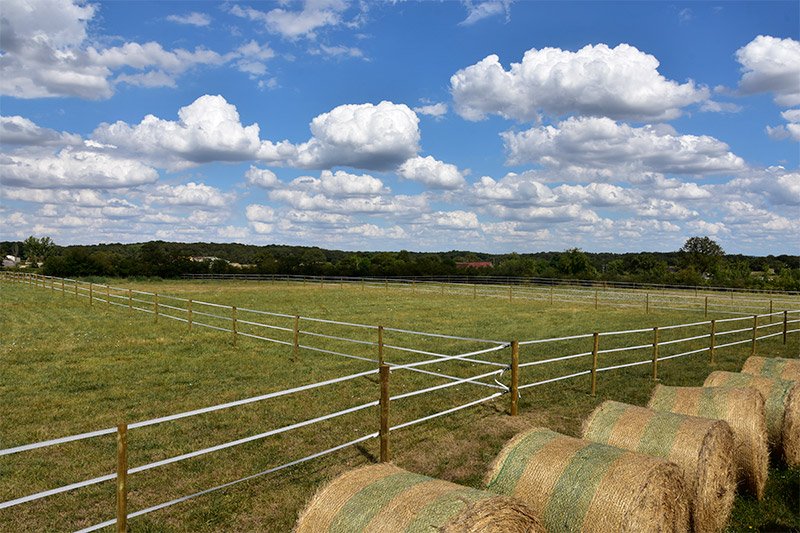 Pension pré cheval Sucre et Carottes
