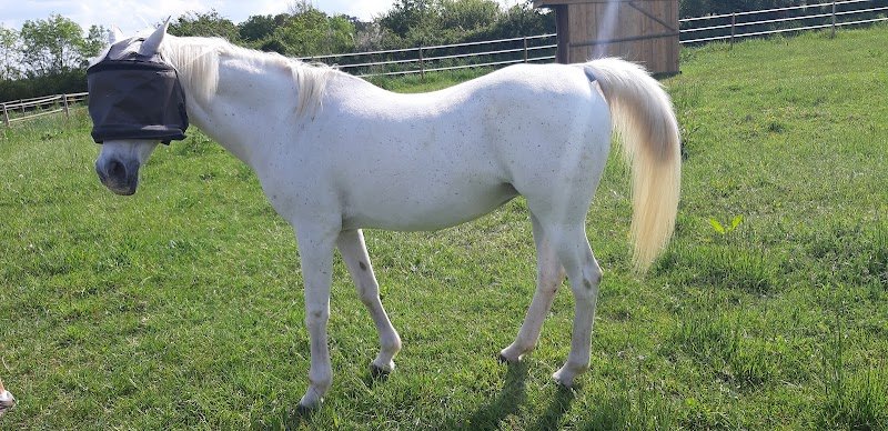 Pension pré cheval Sucre et Carottes - photo 2