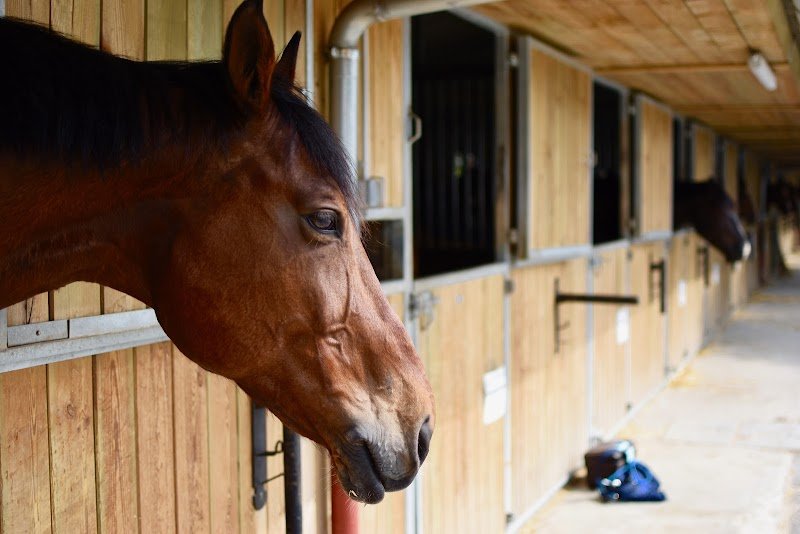 UCPA SPORT LOISIRS CENTRE EQUESTRE DE SAINT MAUR - photo 1