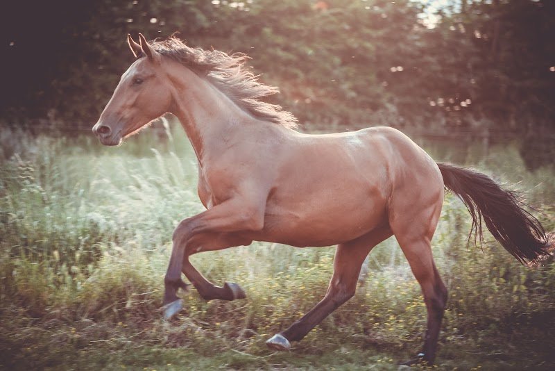 ECURIES DE SAINTE MAURE - photo 1
