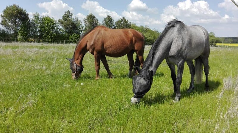 ECURIES DE SAINTE MAURE - photo 2