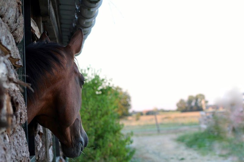 ECURIES DE SAINTE MAURE - photo 3