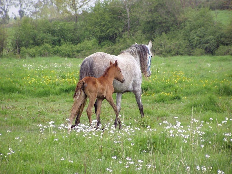 Haras de Couronne - photo 1