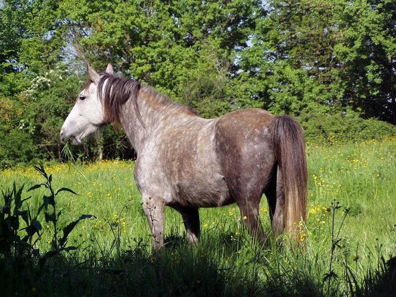 Haras de Couronne - photo 2
