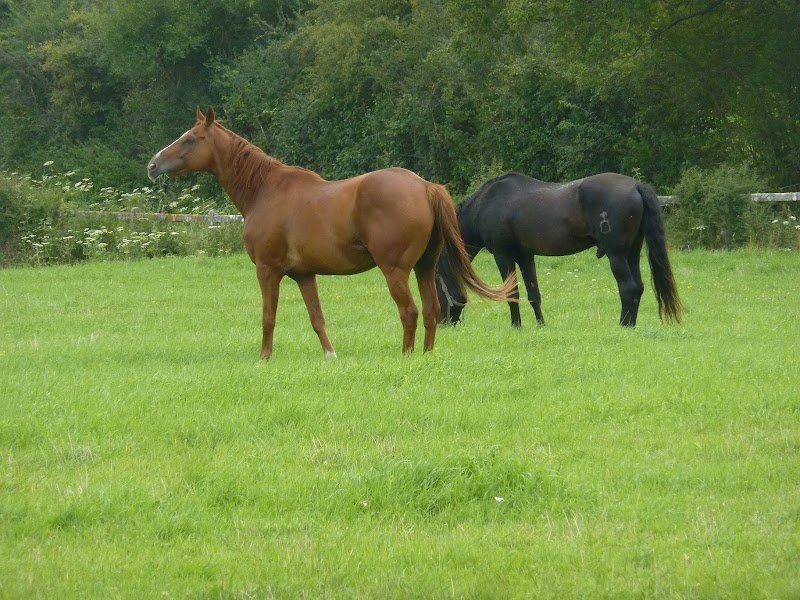 Haras de Couronne - photo 3