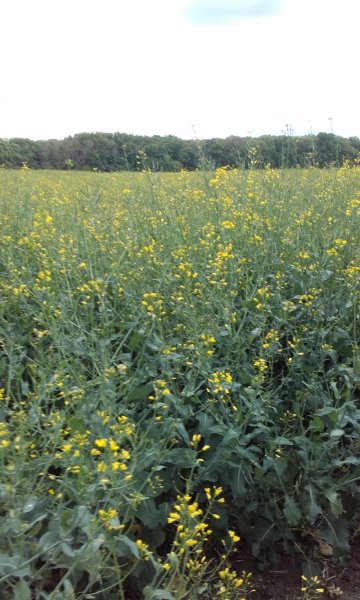 Ecurie Charles Henri Bellement - Pensions - Commerce chevaux - Ecurie Oise